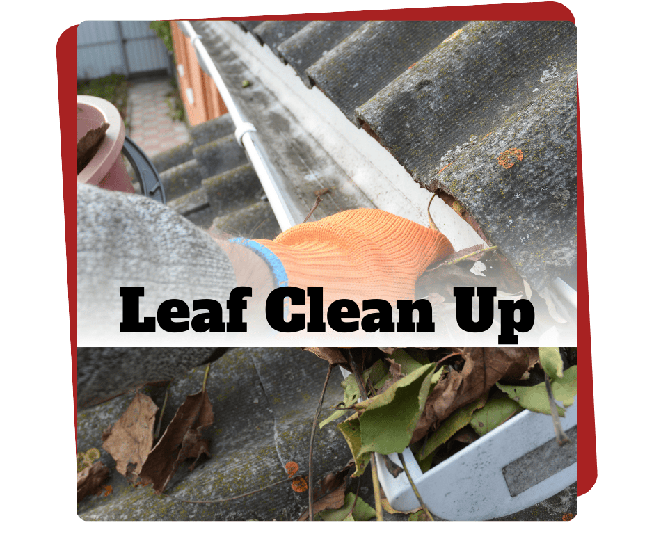 Leaf Clean up